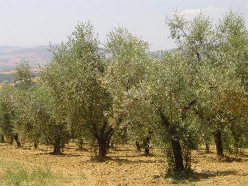 Agriturismo Colombaiolo Πιέντσα Εξωτερικό φωτογραφία
