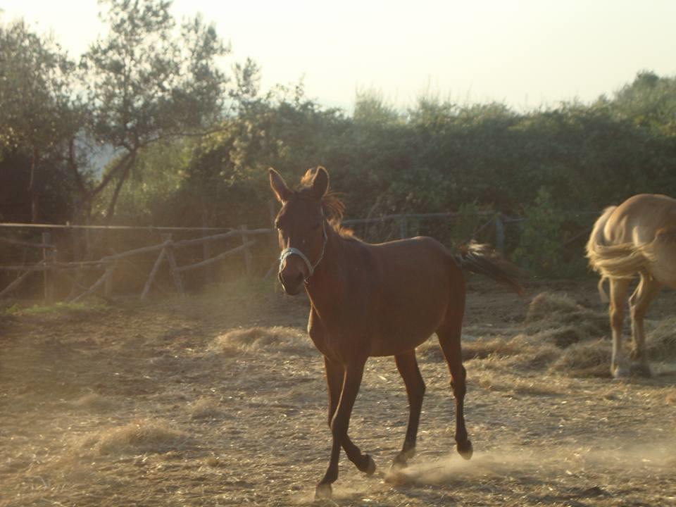 Agriturismo Colombaiolo Πιέντσα Εξωτερικό φωτογραφία