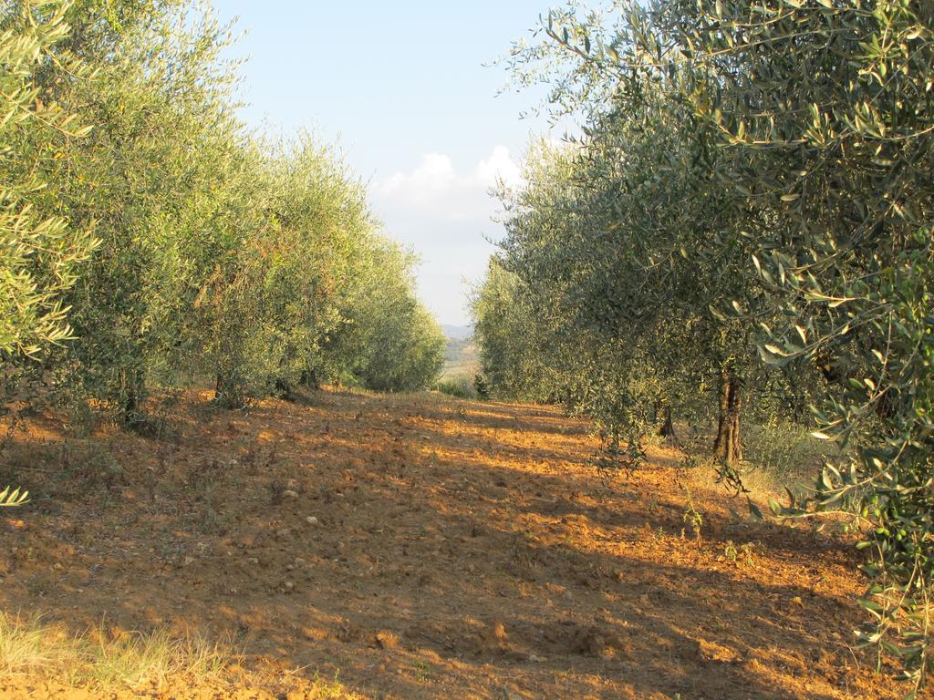 Agriturismo Colombaiolo Πιέντσα Εξωτερικό φωτογραφία