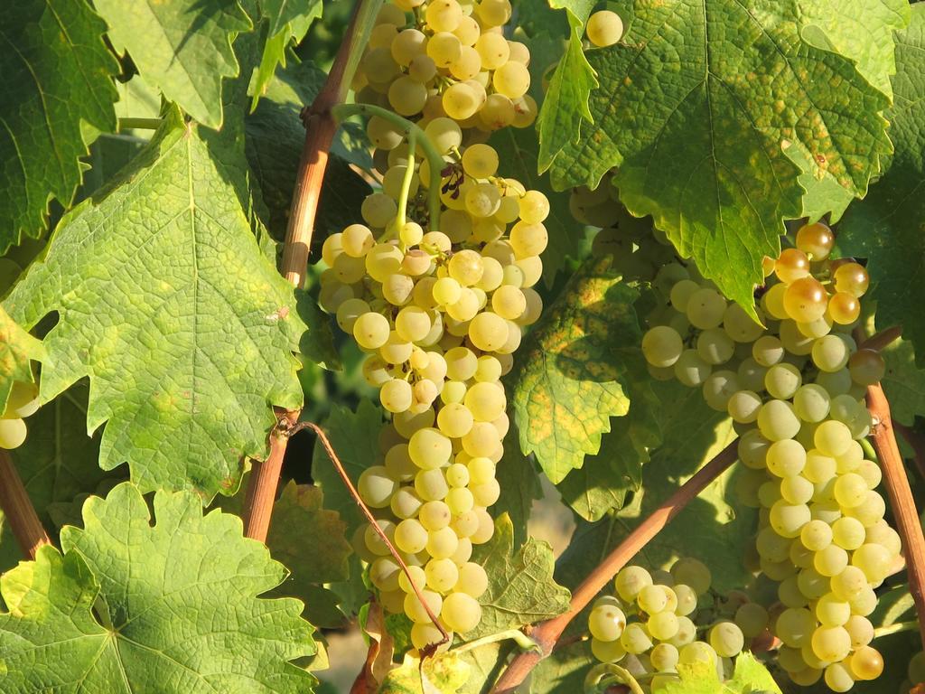 Agriturismo Colombaiolo Πιέντσα Εξωτερικό φωτογραφία